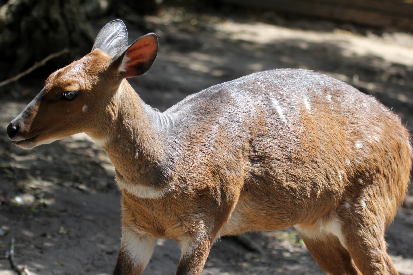 Cape bushbuck (Tragelaphus sylvaticus)