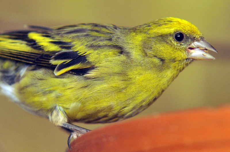 Cape canary at Hagenbeck