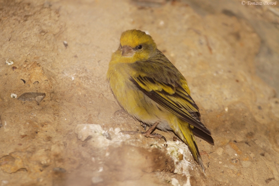 Cape Canary (Serinus canicollis)