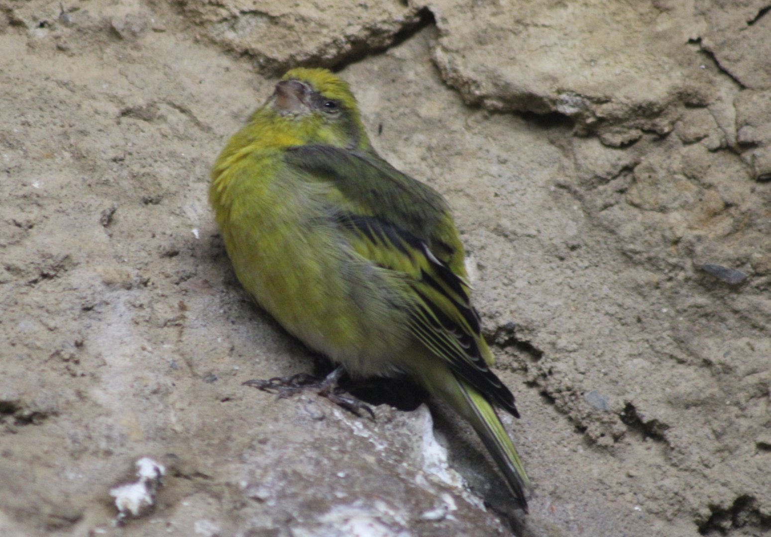 Cape canary