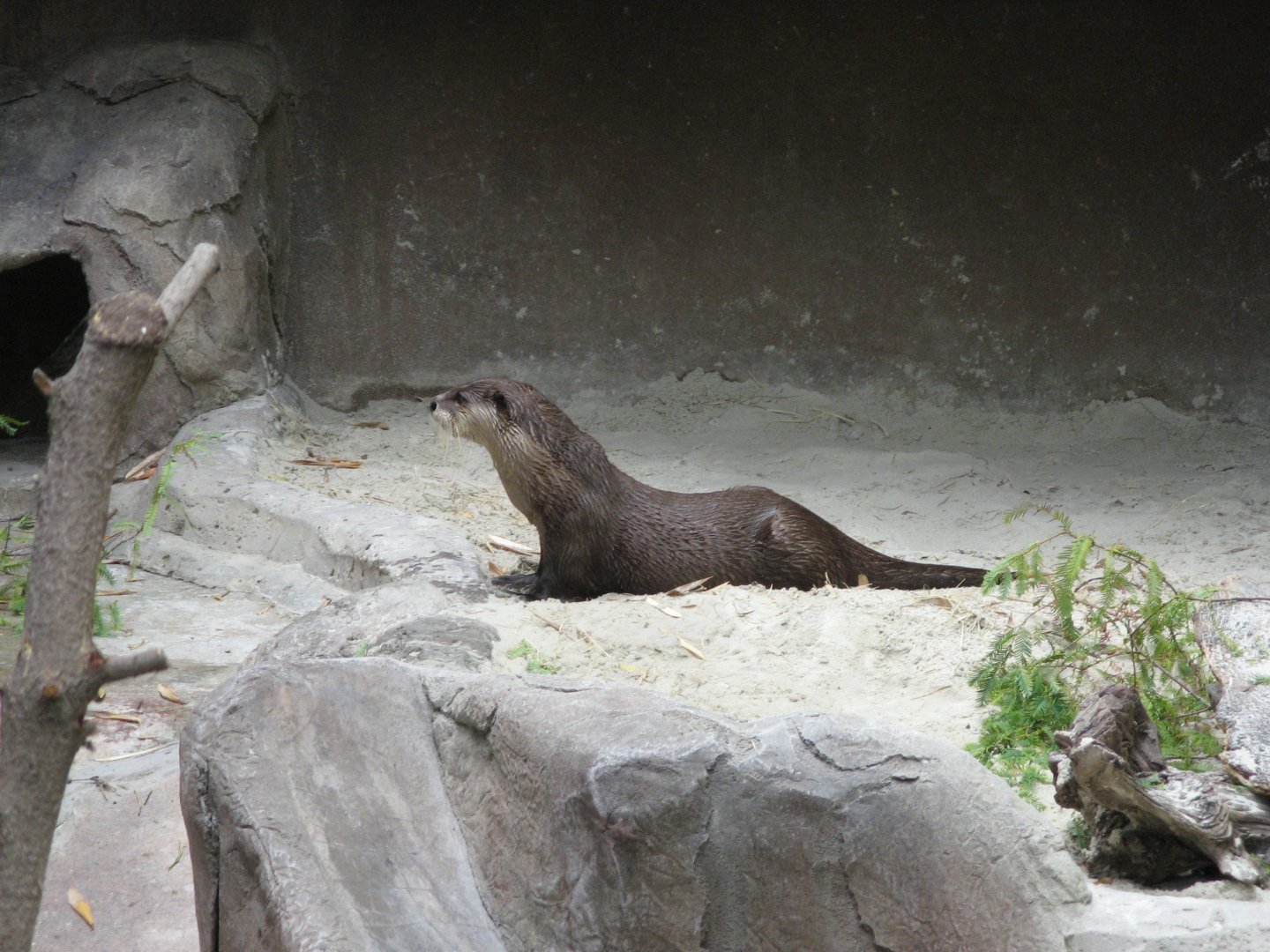 Cape Clawless Otter (2008)