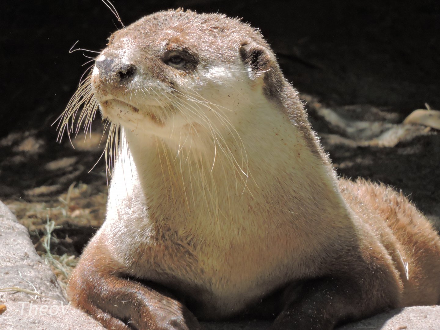 Cape clawless otter [2015]