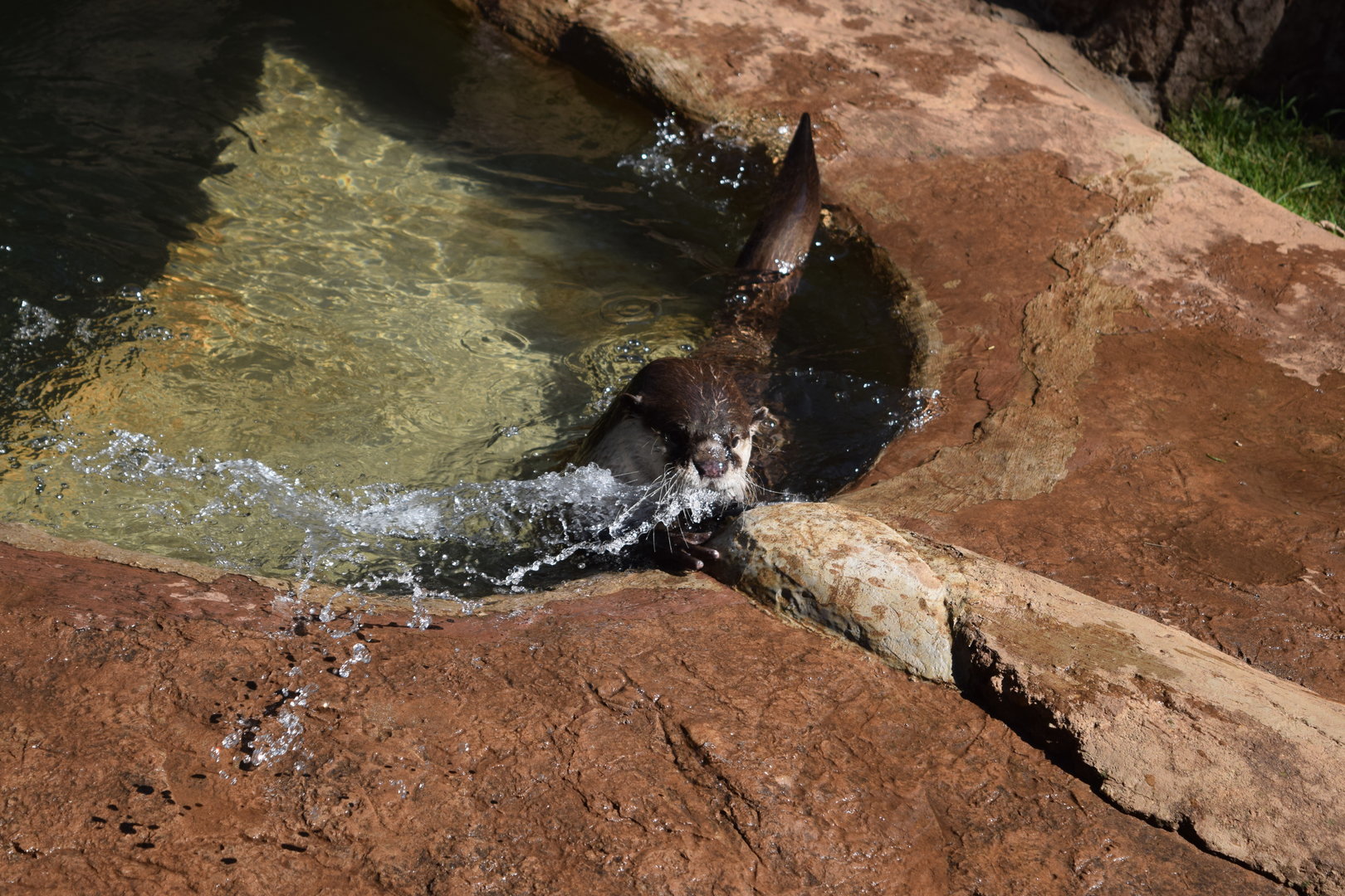 Cape Clawless Otter (Aonyx capensis)