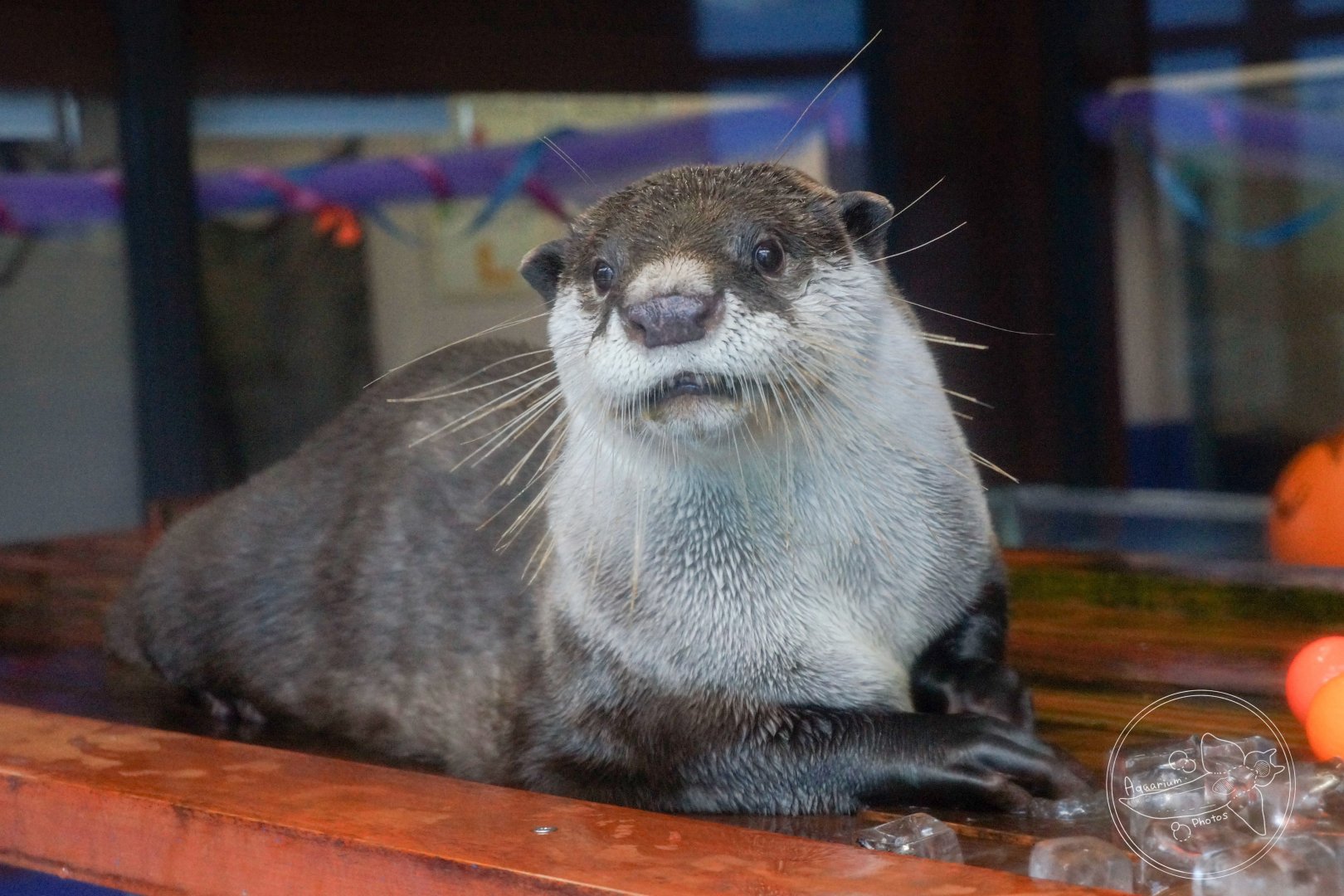 Cape Clawless Otter (Aonyx capensis)