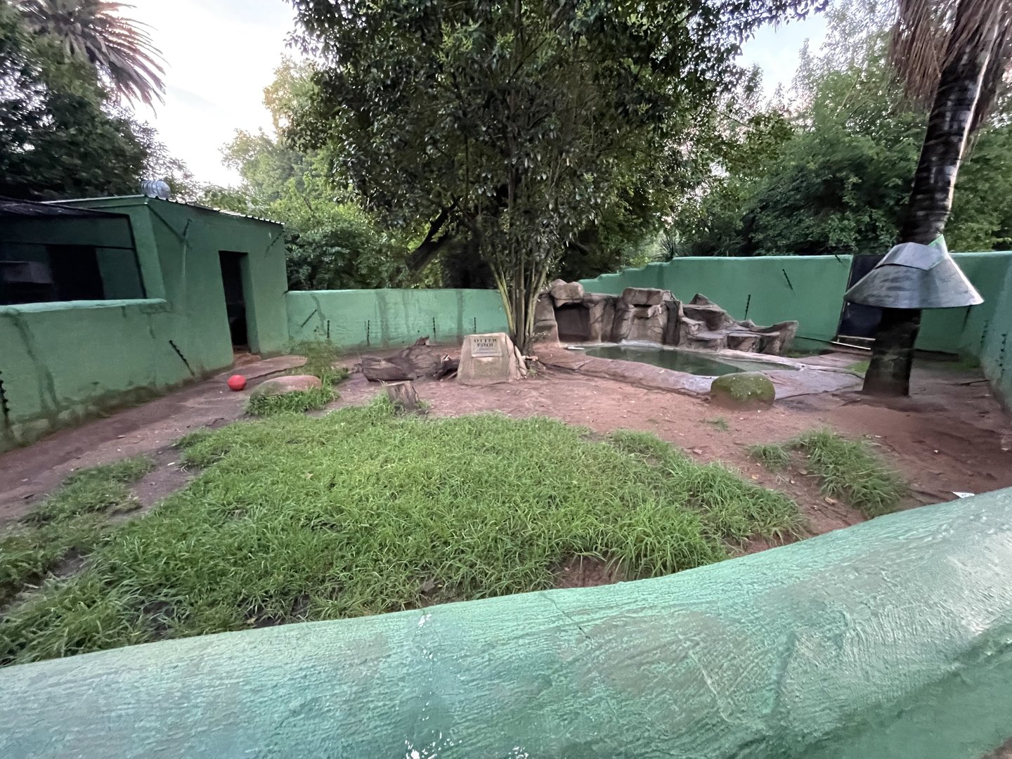 Cape Clawless Otter Enclosure (onyx capensis)