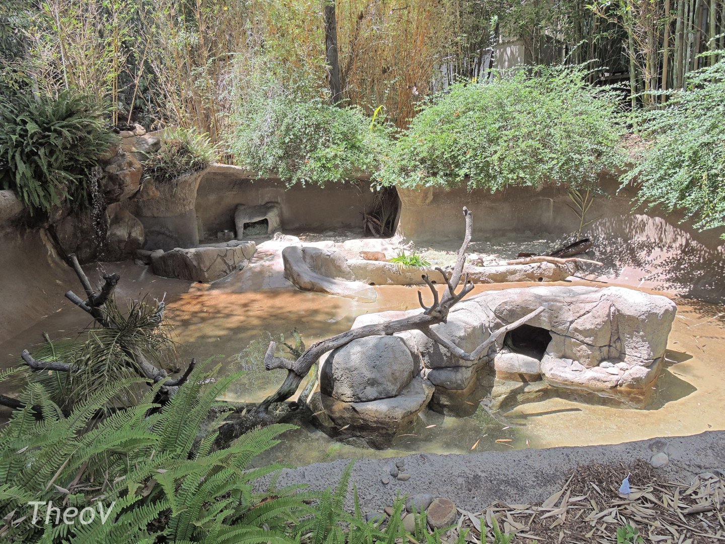 Cape clawless otter exhibit [2015]