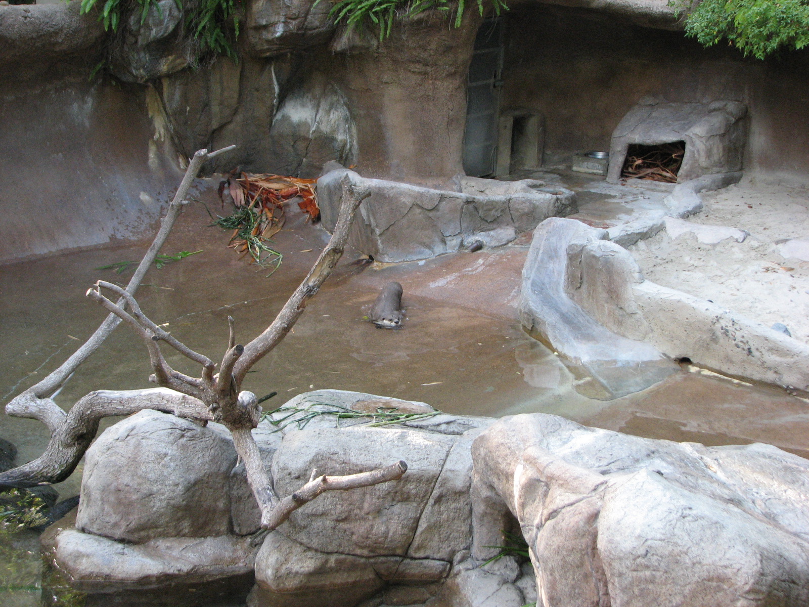 Cape Clawless Otter Exhibit