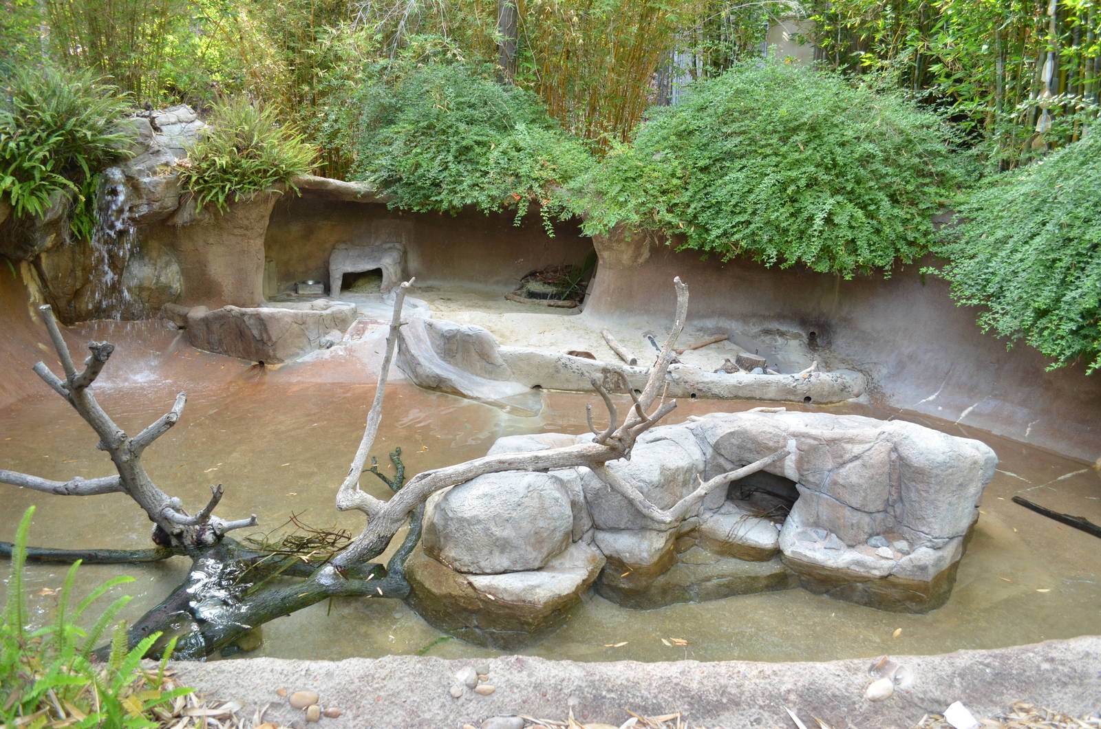 Cape Clawless Otter Exhibit