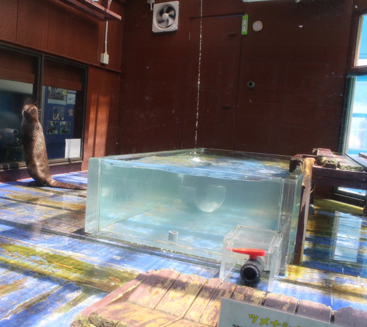 Cape clawless otter exhibit