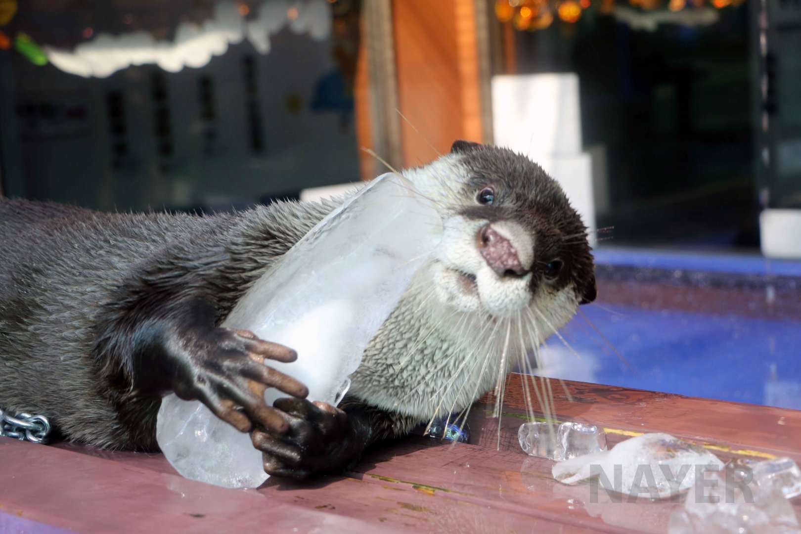Cape clawless otter, October 2017