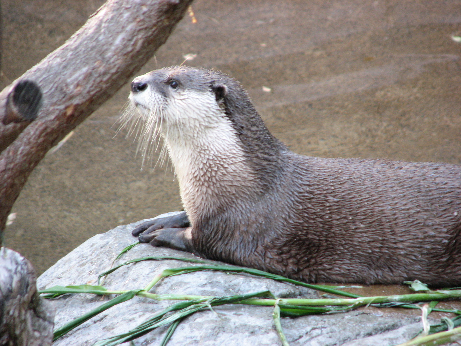 Cape Clawless Otter