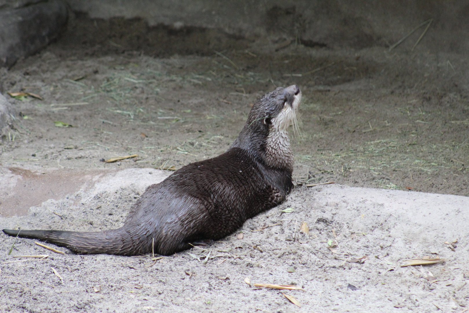Cape Clawless Otter
