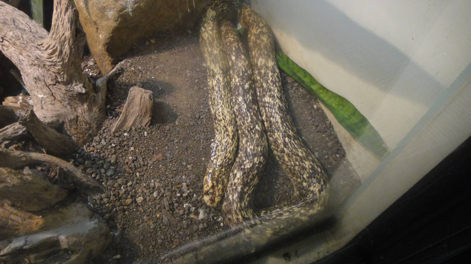 Cape Cobra at Dallas zoo 2015-03-12