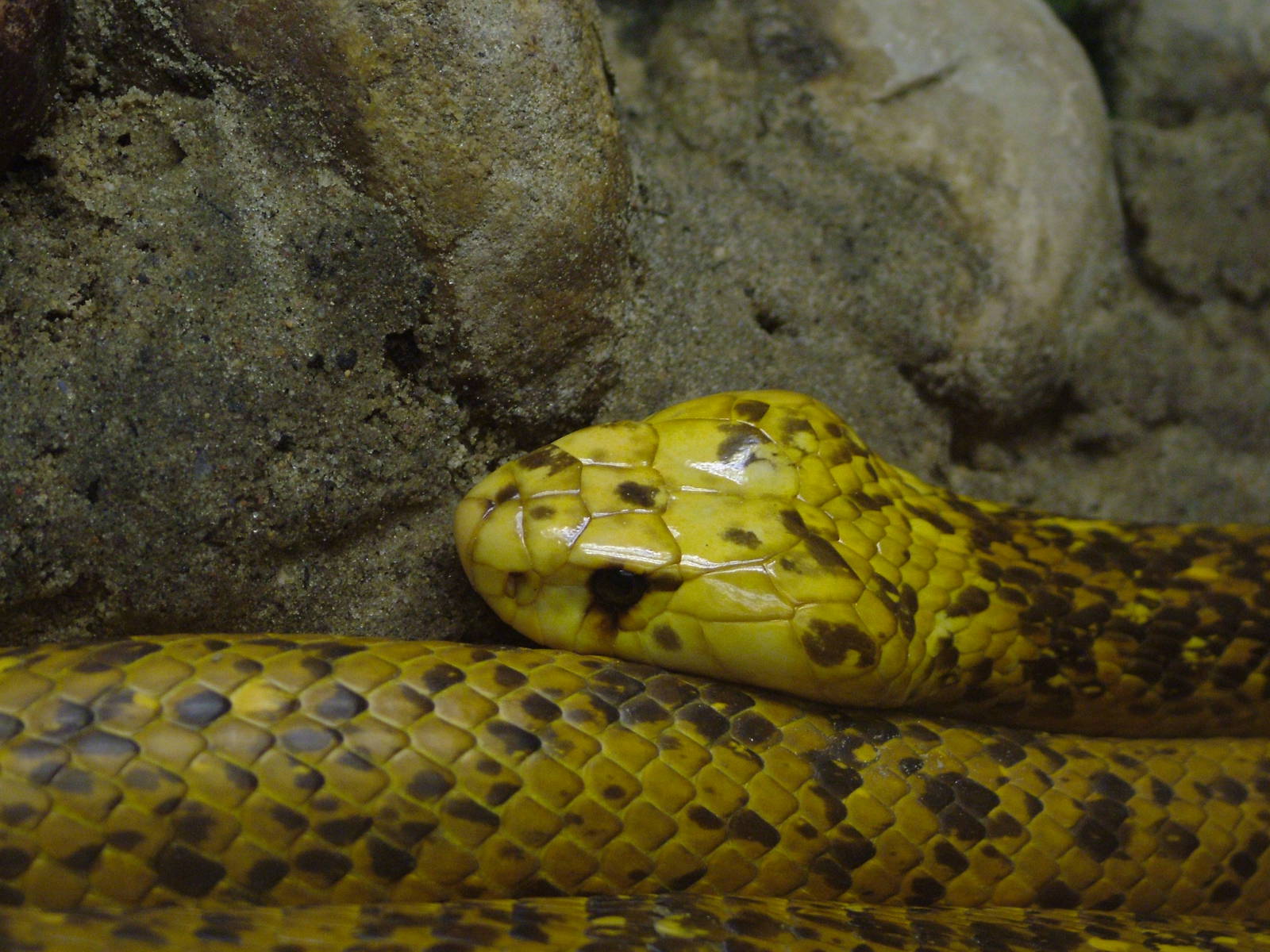 Cape Cobra at Tierpark Berlin, 01/09/11