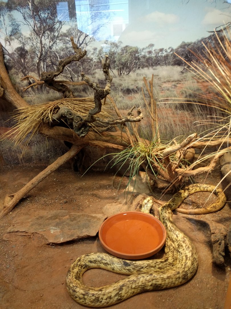 Cape cobra Enclosure