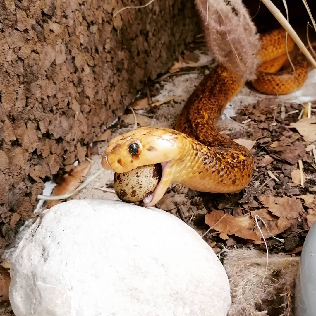 Cape cobra enjoying a quail egg