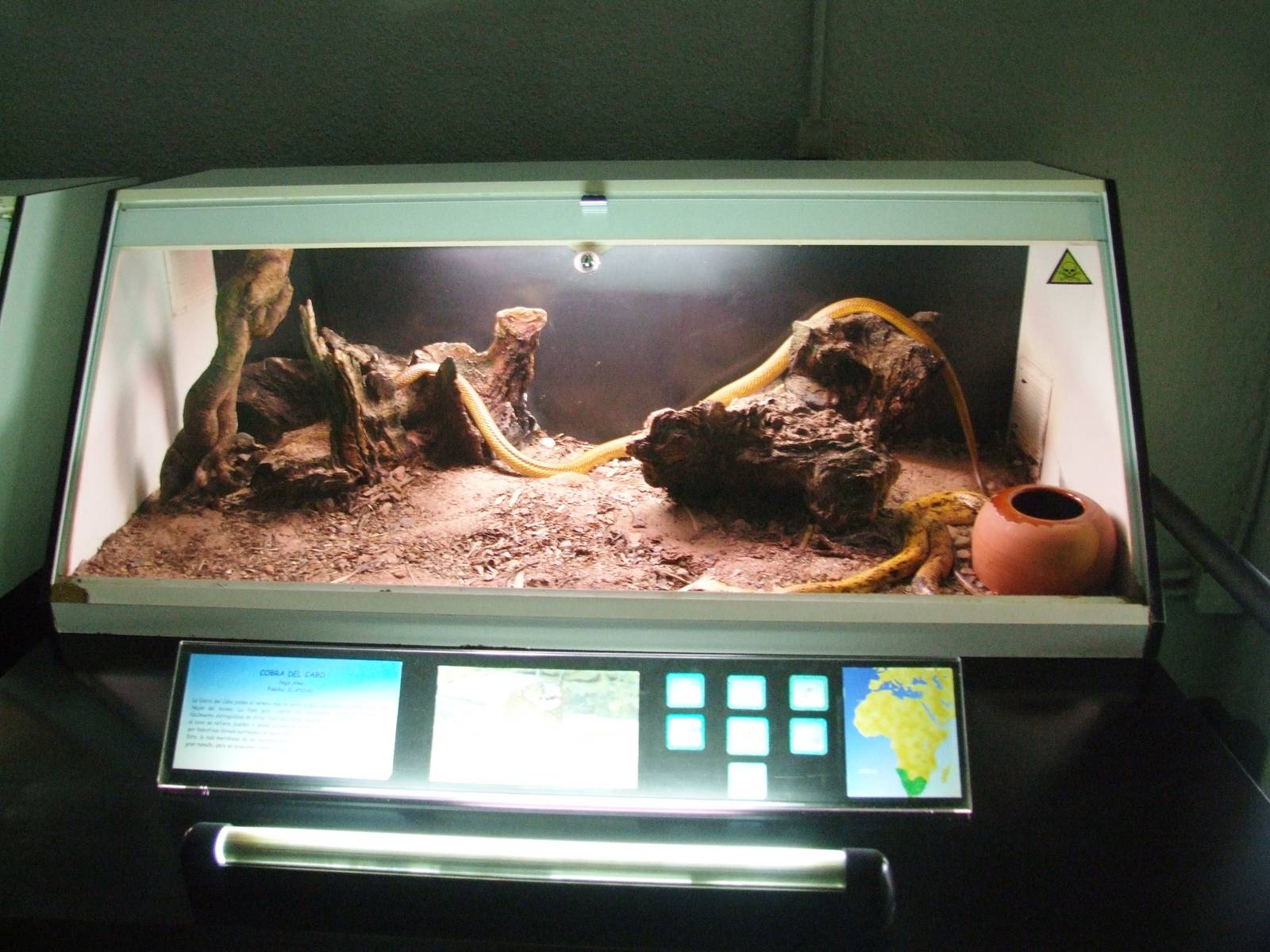 Cape Cobra Exhibit at Cabarceno, 11/06/15