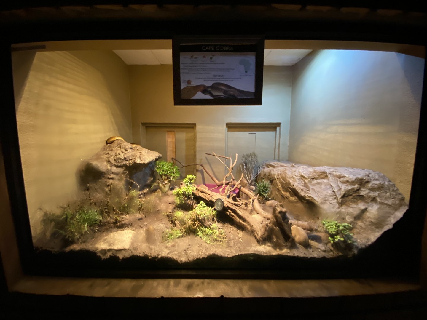 Cape cobra exhibit