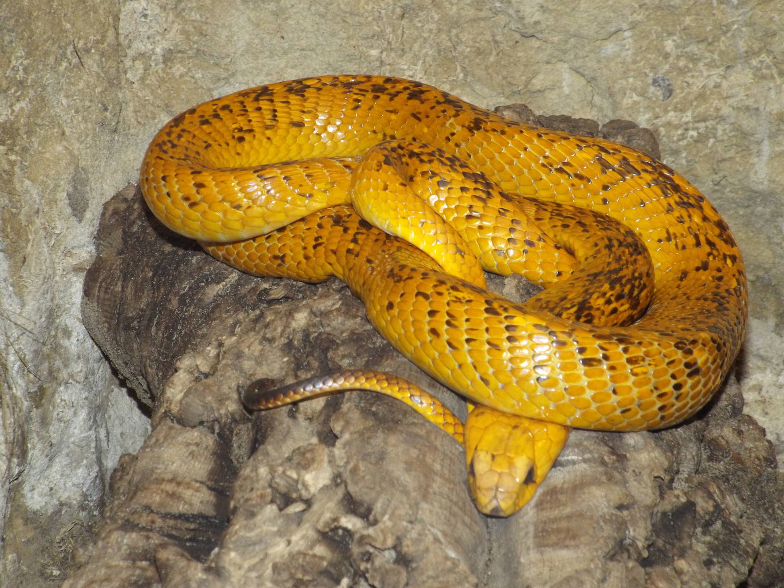 Cape Cobra (Naja nivea) at Tierpark Berlin - 3 April 2014