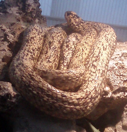 Cape Cobra (Naja nivea)