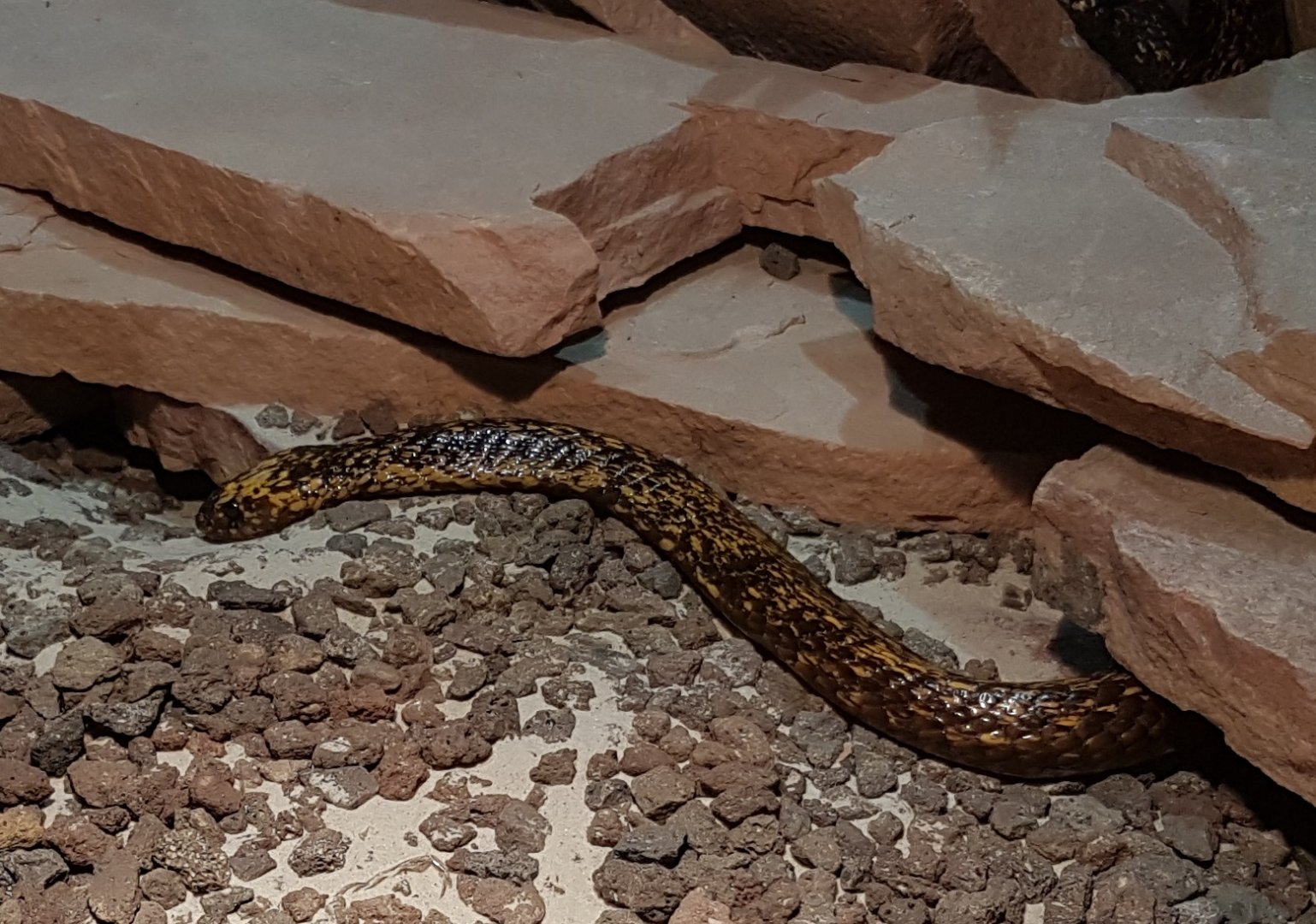 Cape cobra - Naja nivea