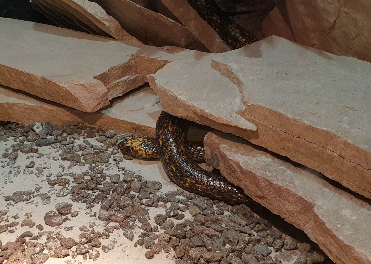 Cape cobra - Naja nivea