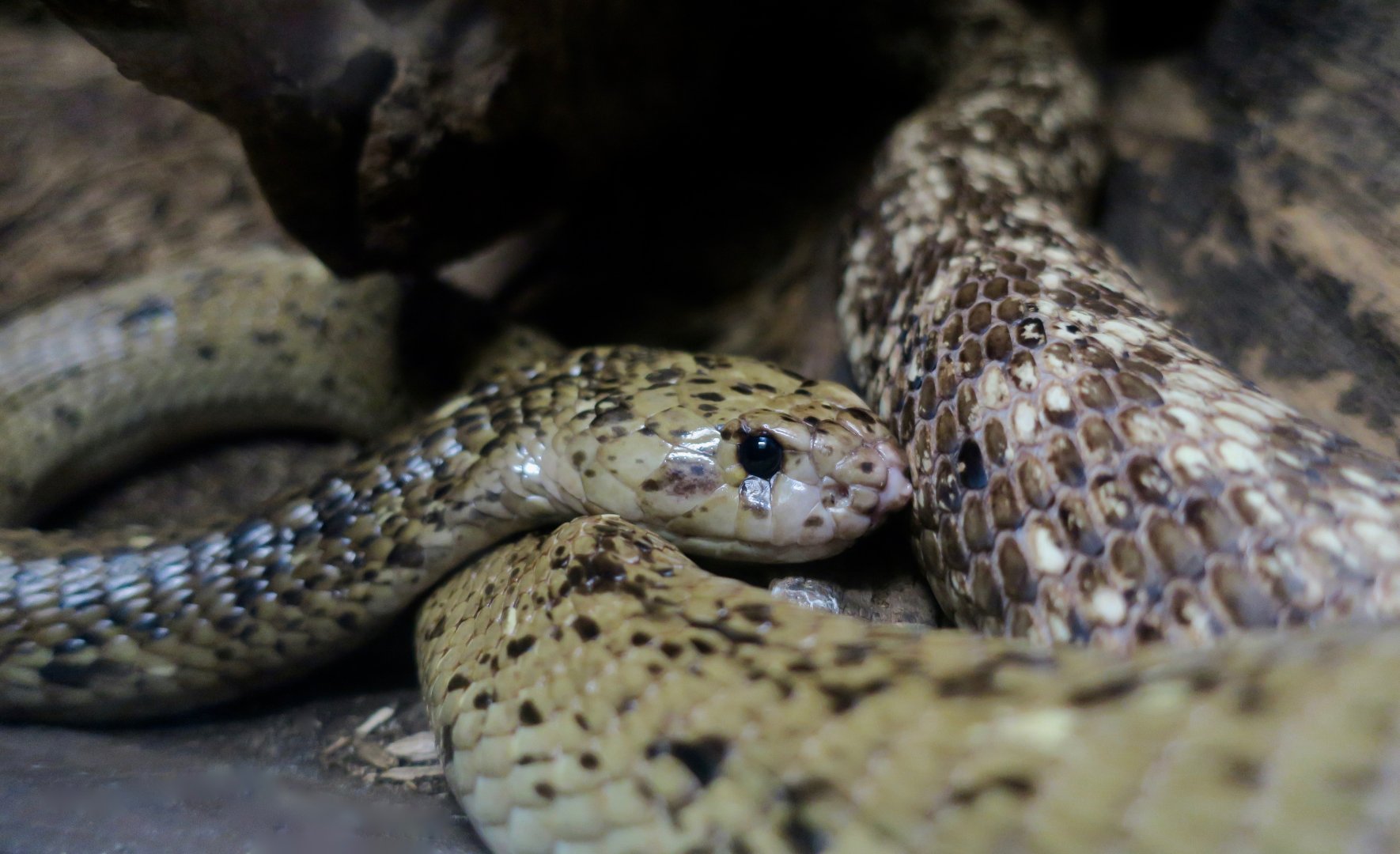 Cape Cobra (Naja nivea)
