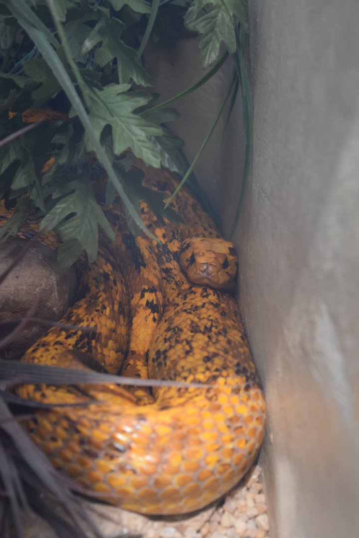 Cape Cobra (Naja nivea)