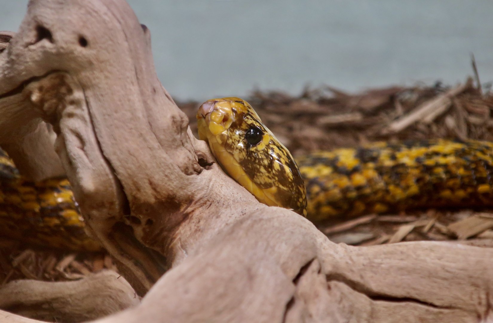 Cape Cobra (Naja nivea)