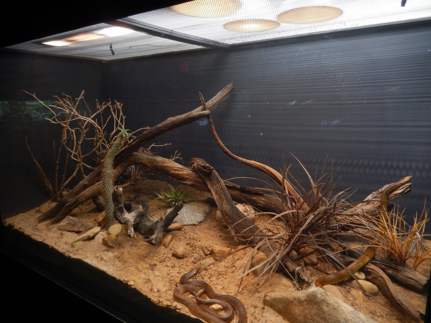 Cape Cobra Terrarium