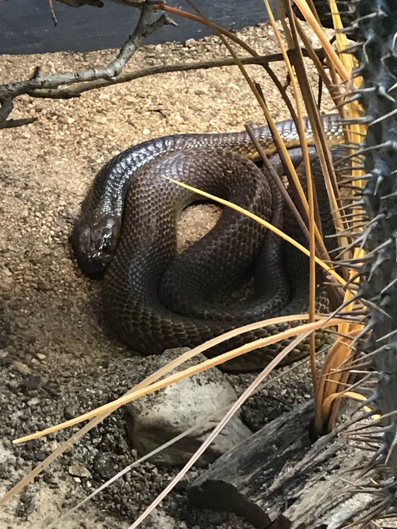 Cape cobra