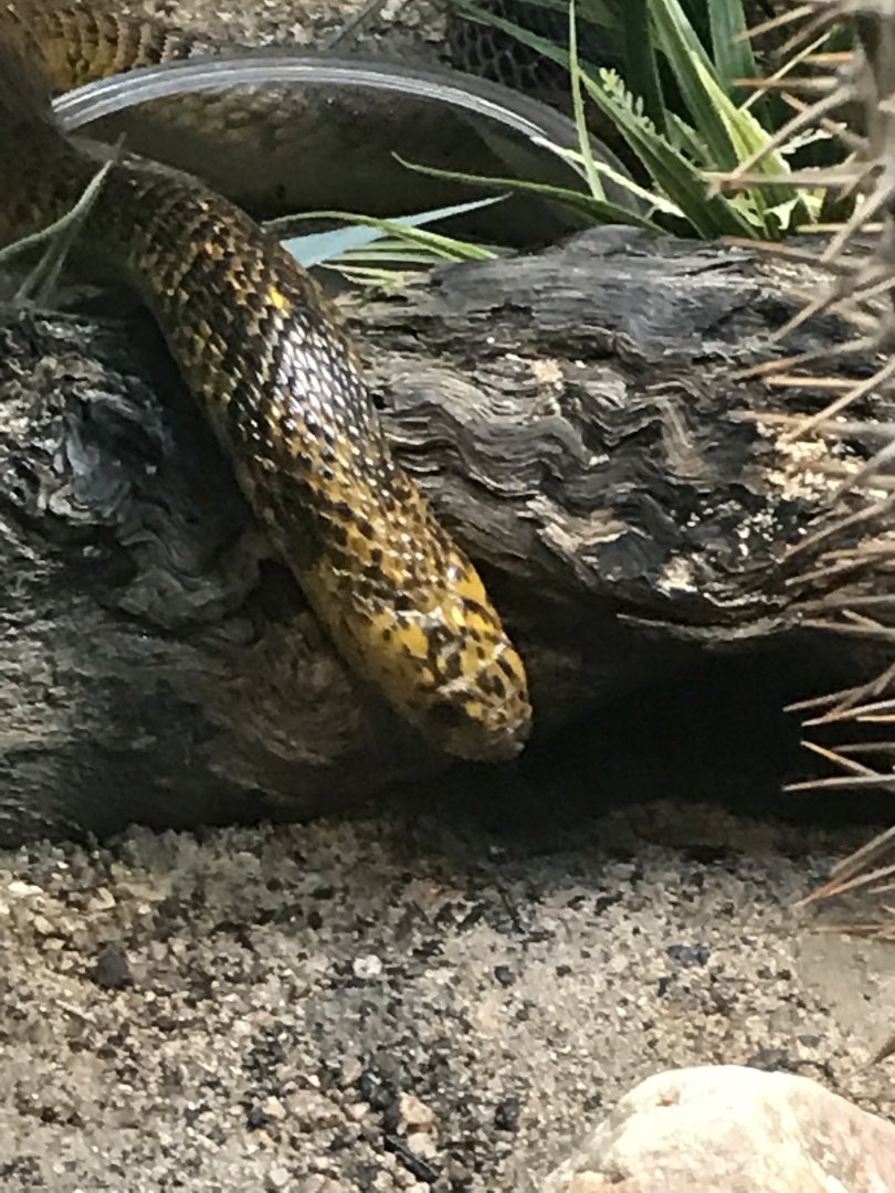 Cape cobra