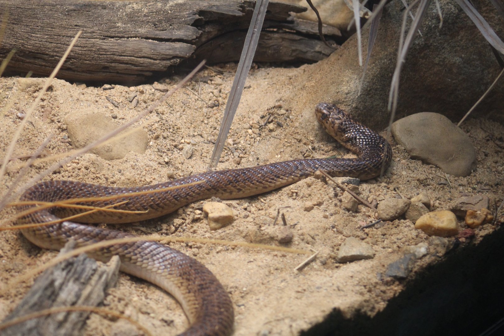 Cape Cobra