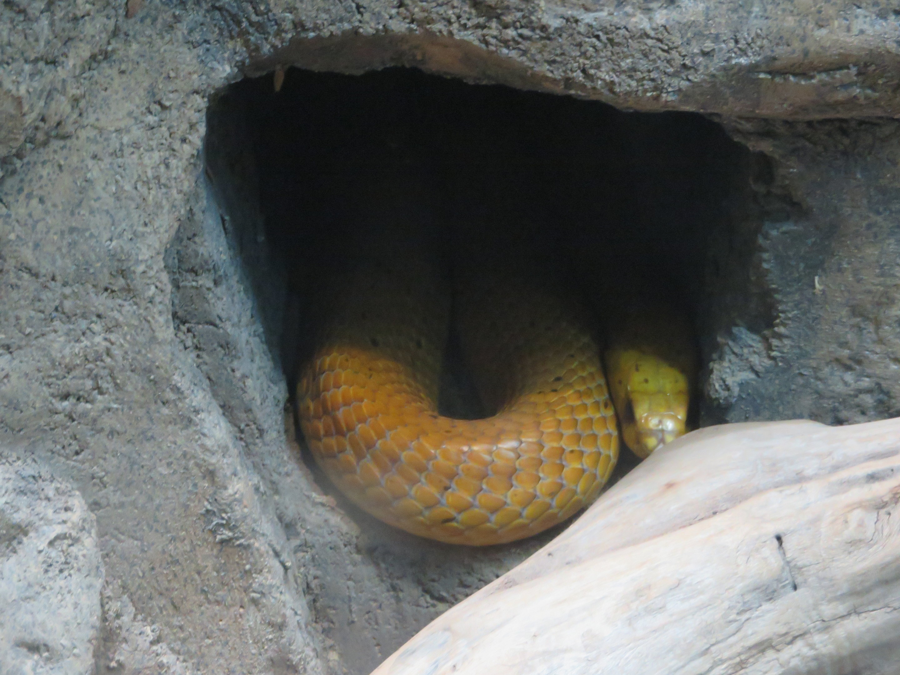 Cape Cobra