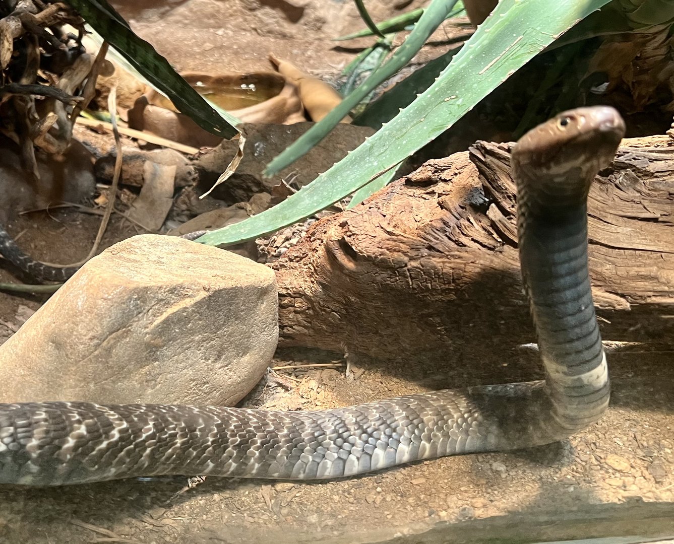 Cape Cobra