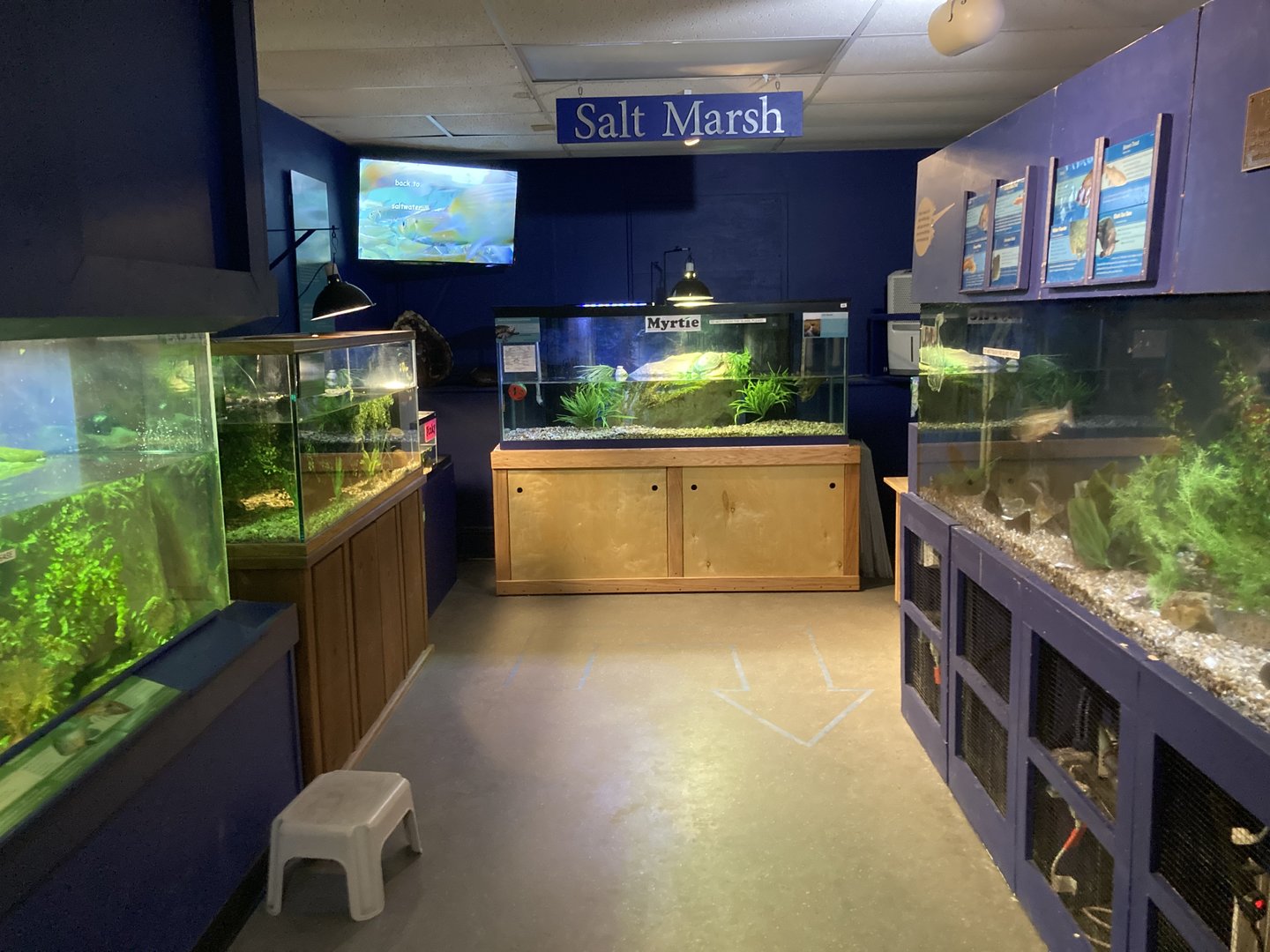 Cape Cod Museum of Natural History Aquarium Example