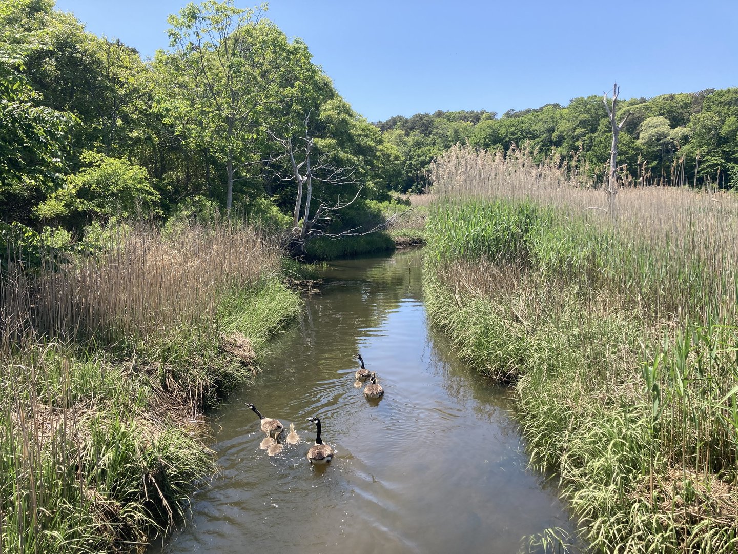 Cape Cod Museum of Natural History Nature Trails