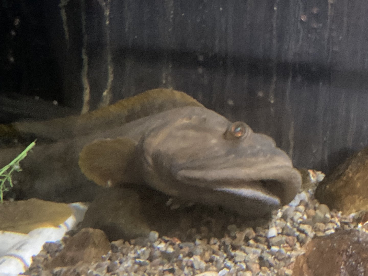 Cape Cod Museum of Natural History Ocean Pout