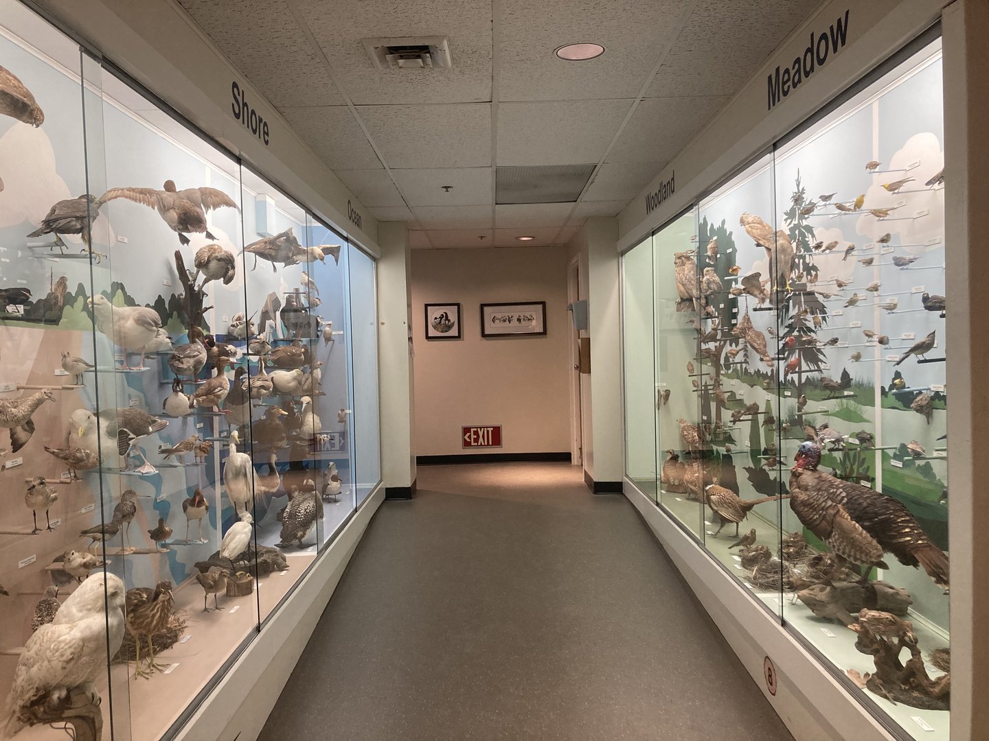 Cape Cod Museum of Natural History Taxidermy Bird Hallway