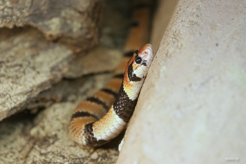 Cape coral cobra (Aspidelaps lubricus lubricus)