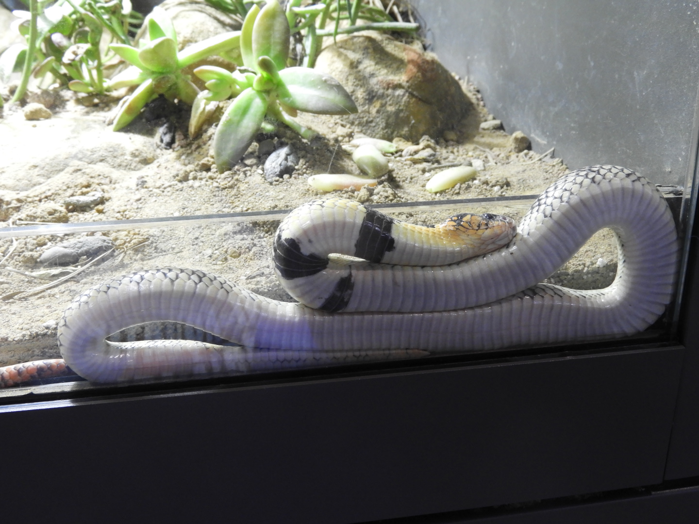 Cape Coral Cobra (Aspidelaps lubricus)