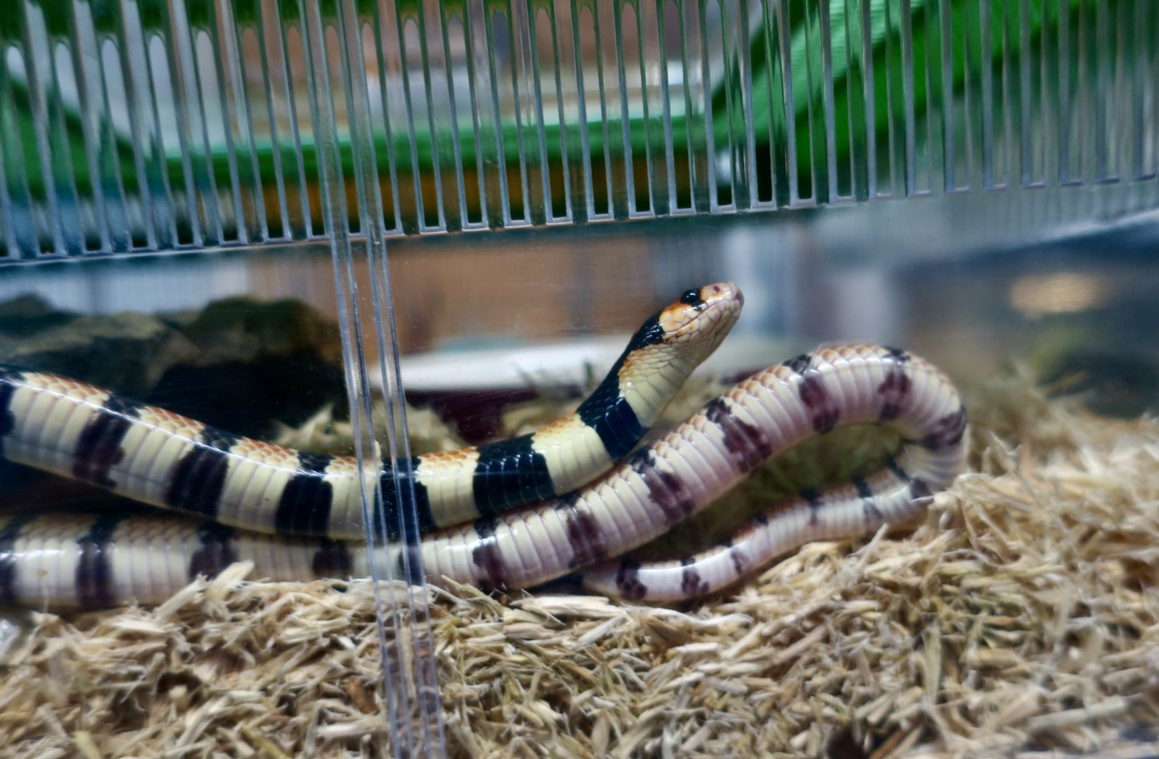 Cape Coral Snake (Aspidelaps lubricus)