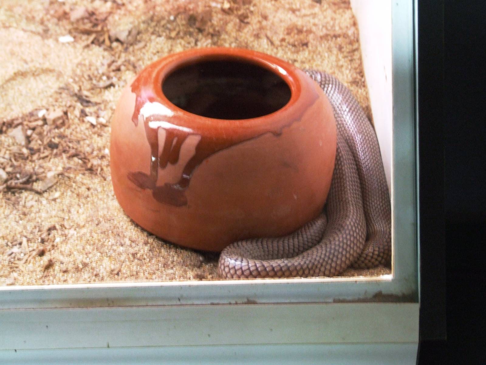 Cape Coral Snake at Cabarceno, 11/06/15