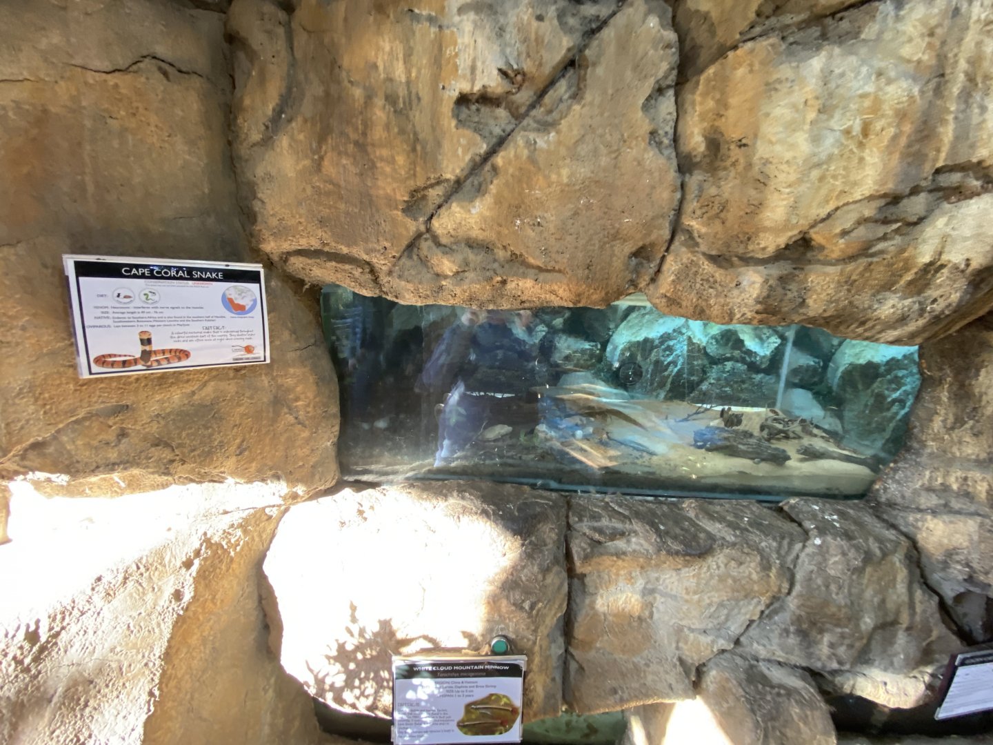 Cape coral snake exhibit