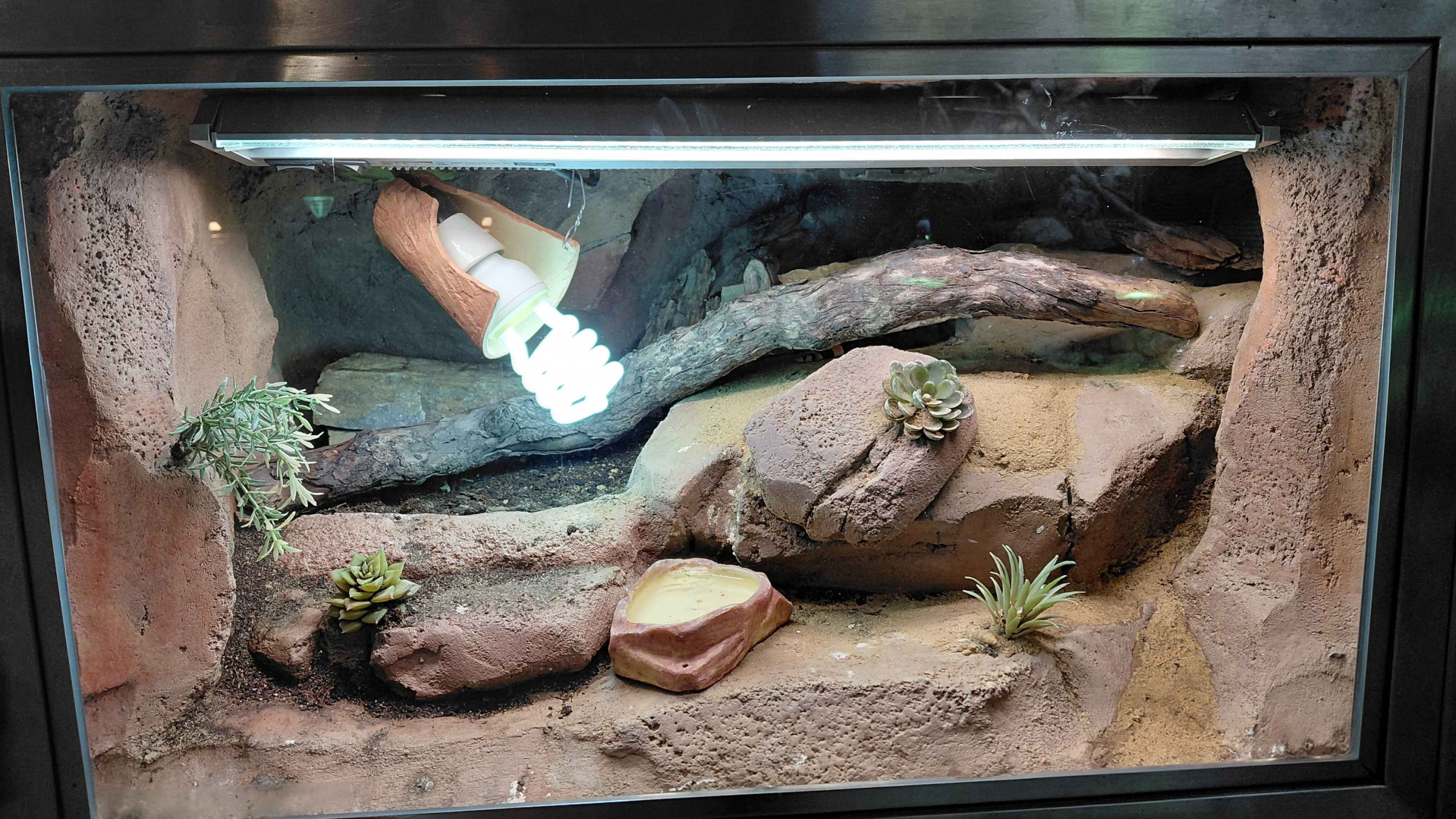 Cape coral snake exhibit