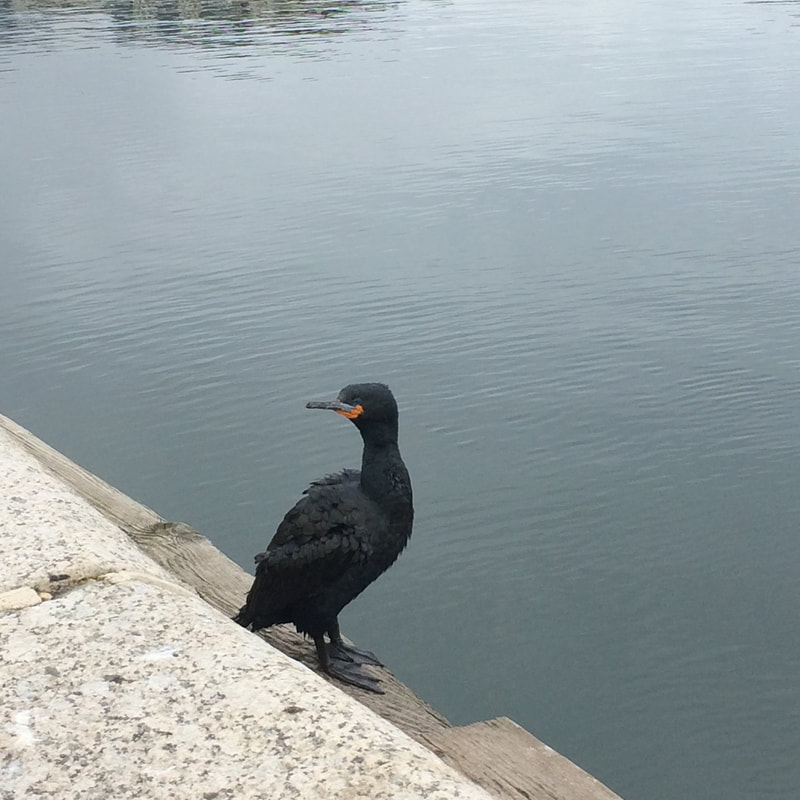 Cape Cormorant