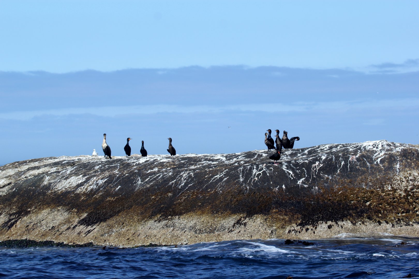 Cape Cormorants (Phalacrocorax capensis) & African oystercatcher (Haematopus moquini)