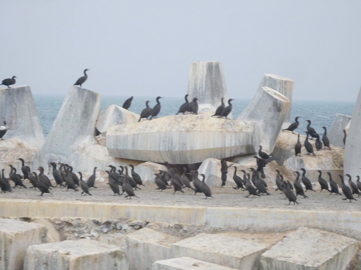 Cape Cormorants