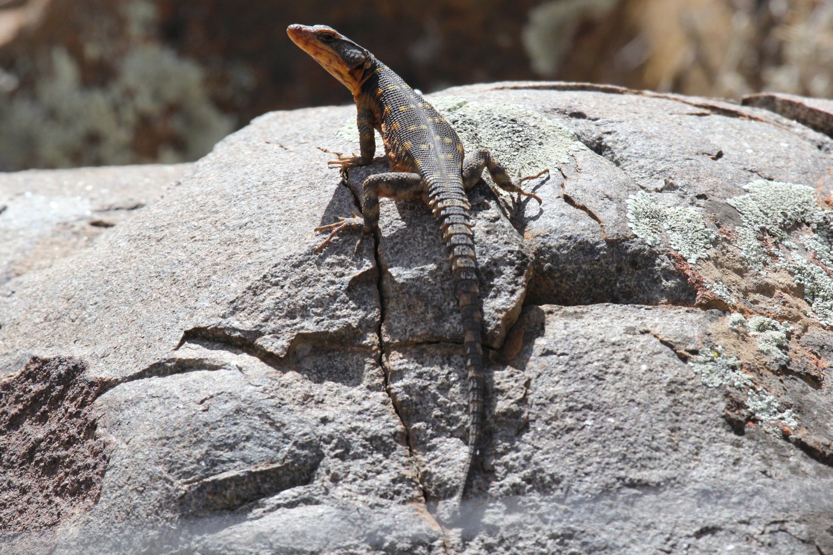 Cape Crag Lizard (Pseudocordylus microlepidotus) ID?