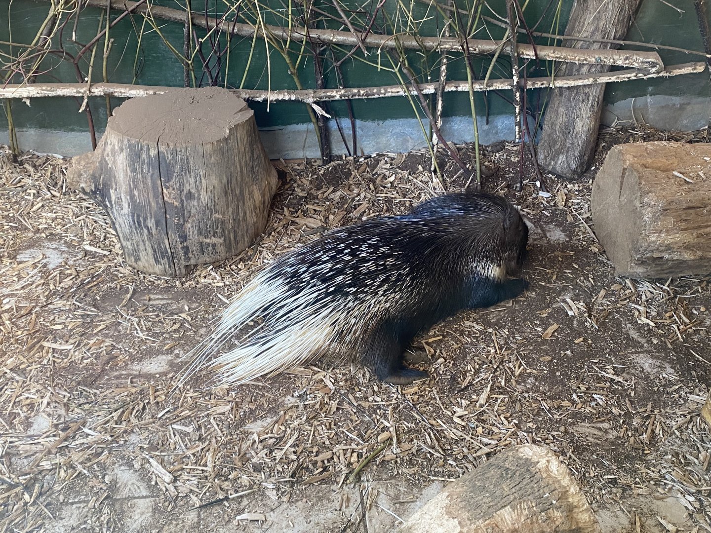 Cape/Crested porcupine 090525